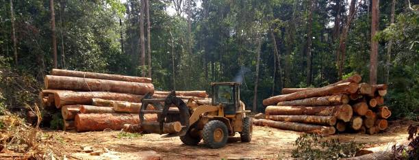 How Our Tree Care Process Works  in  Cambria, CA