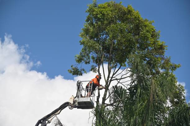 Best Leaf Removal  in Mbria, CA